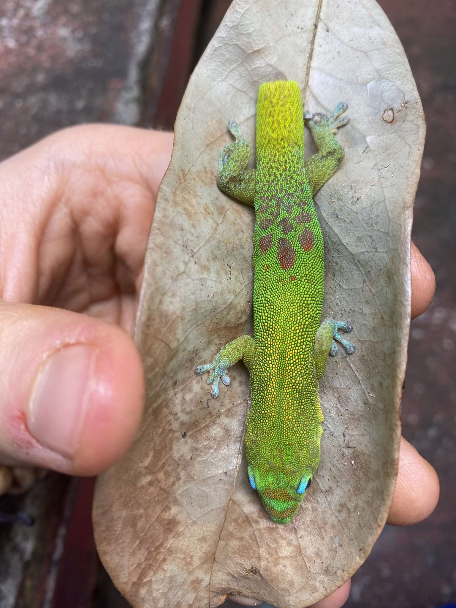 Image of gold dust day gecko