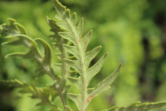 Image of Bommeria pedata (Sw.) Fournier