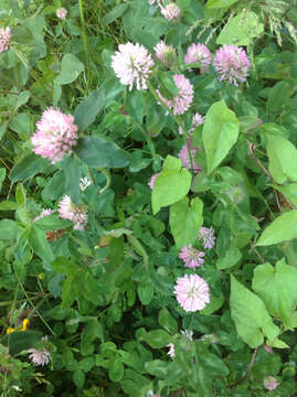 Image of Red Clover