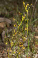 Image of Drosera intricata Planch.