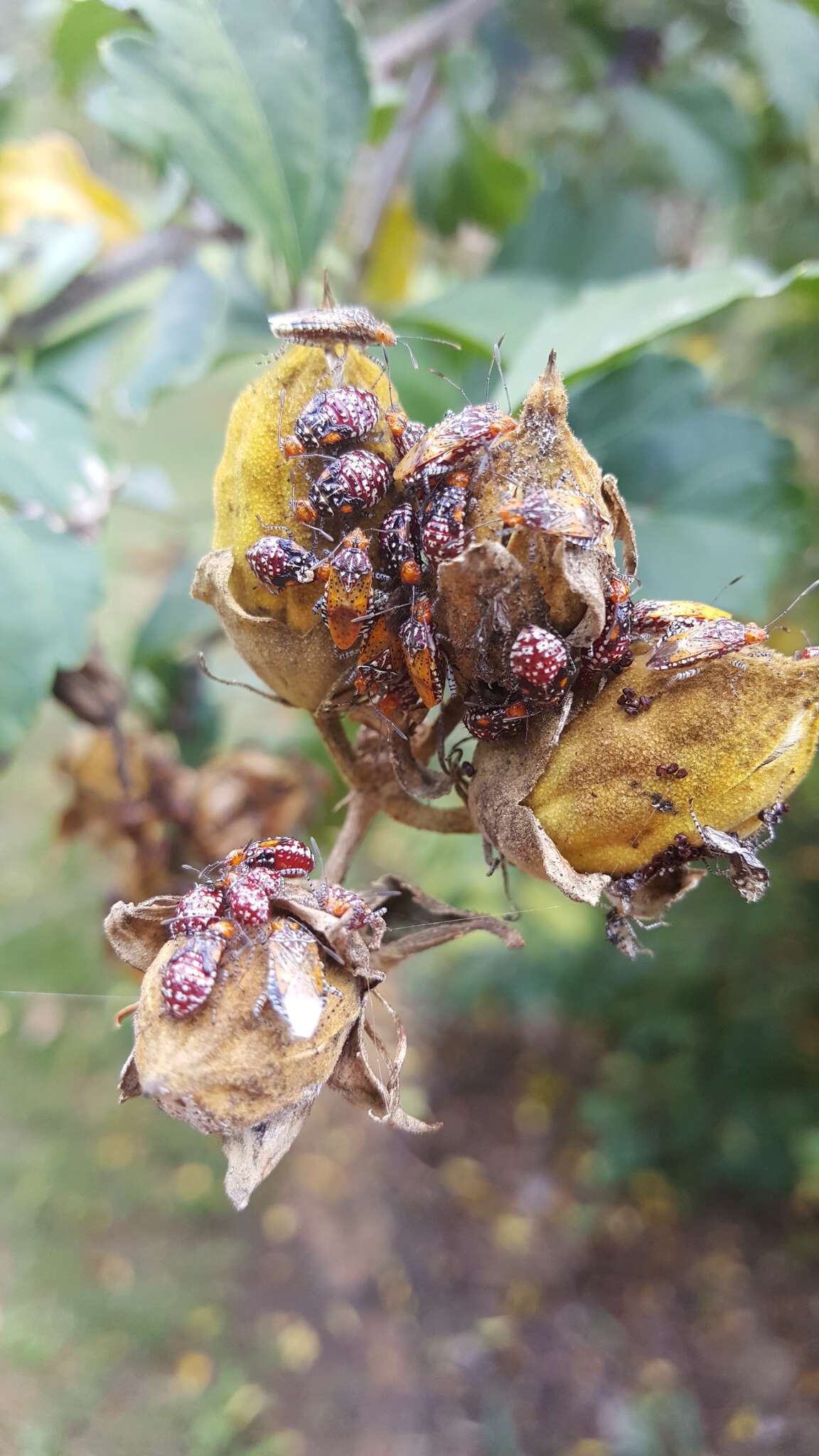 Image of Scentless plant bug