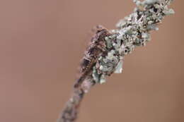 Image of Acanthocinus reticulatus (Razoumowsky 1789)