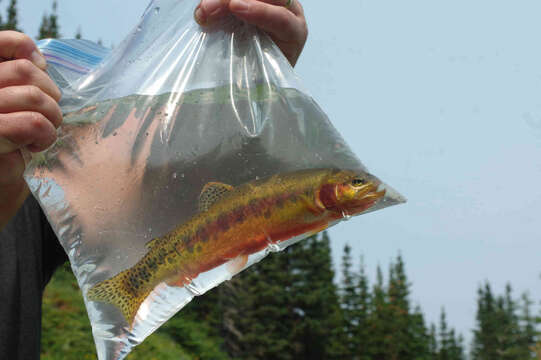 Image of Golden trout