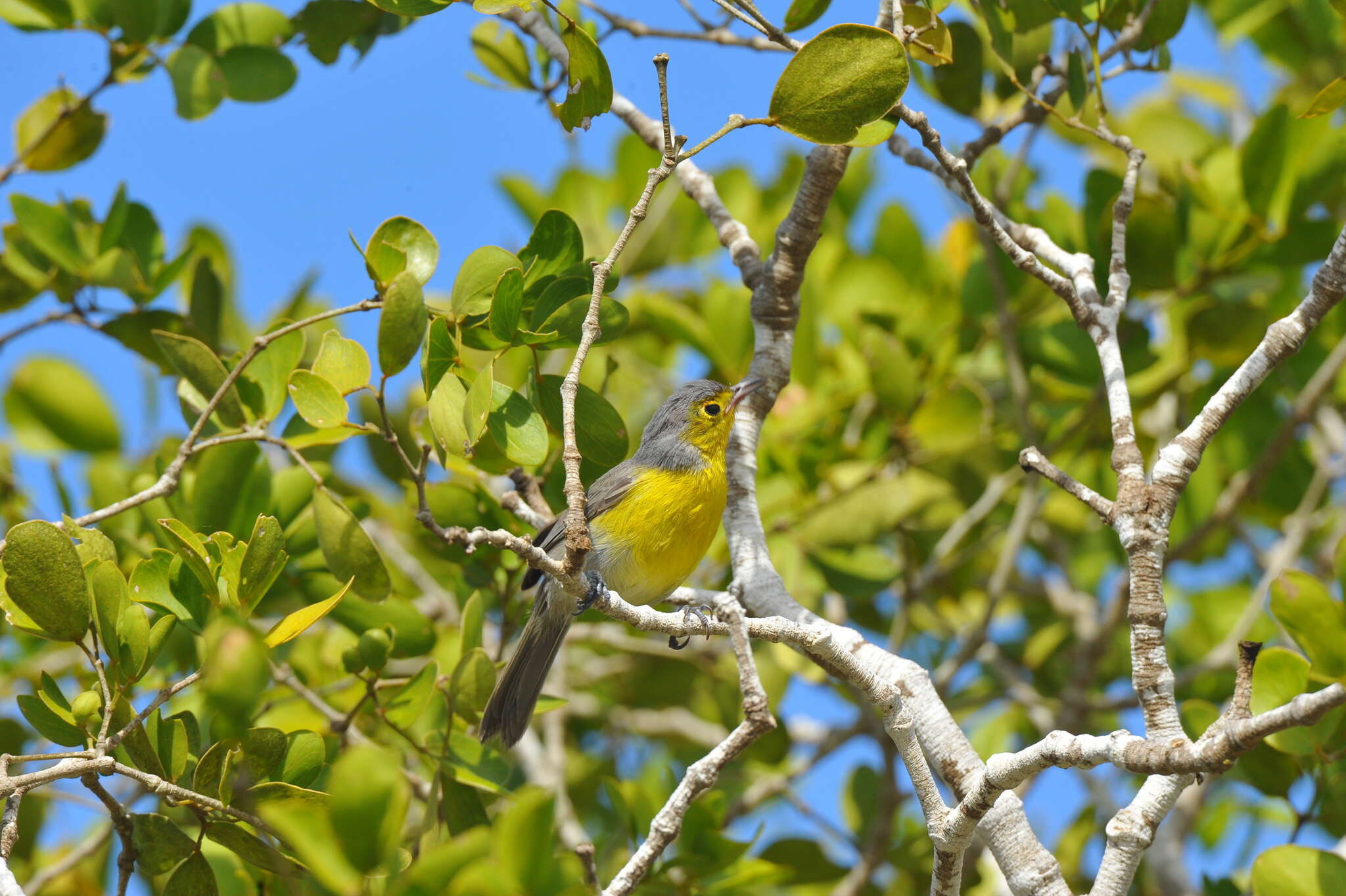 Image de Teretistridae