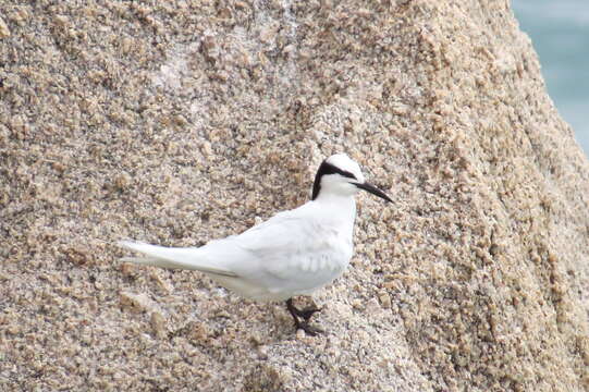 Image of Black-naped Tern