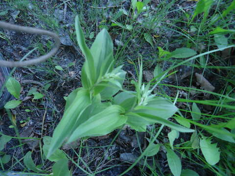 Image of Epipactis papillosa Franch. & Sav.