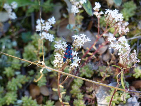 Imagem de Zygaena ephialtes Linnaeus 1767