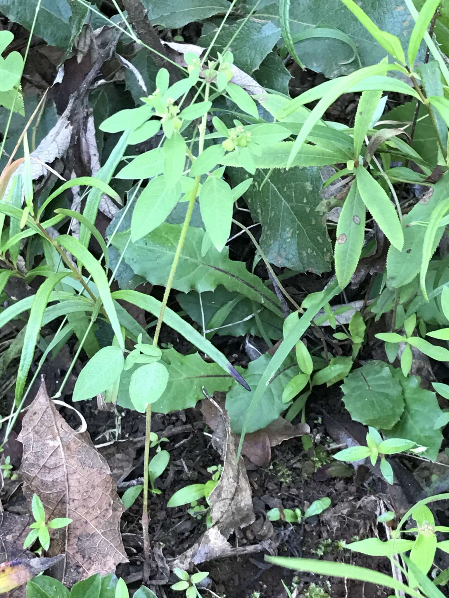 Image of Huachuca Mountain spurge