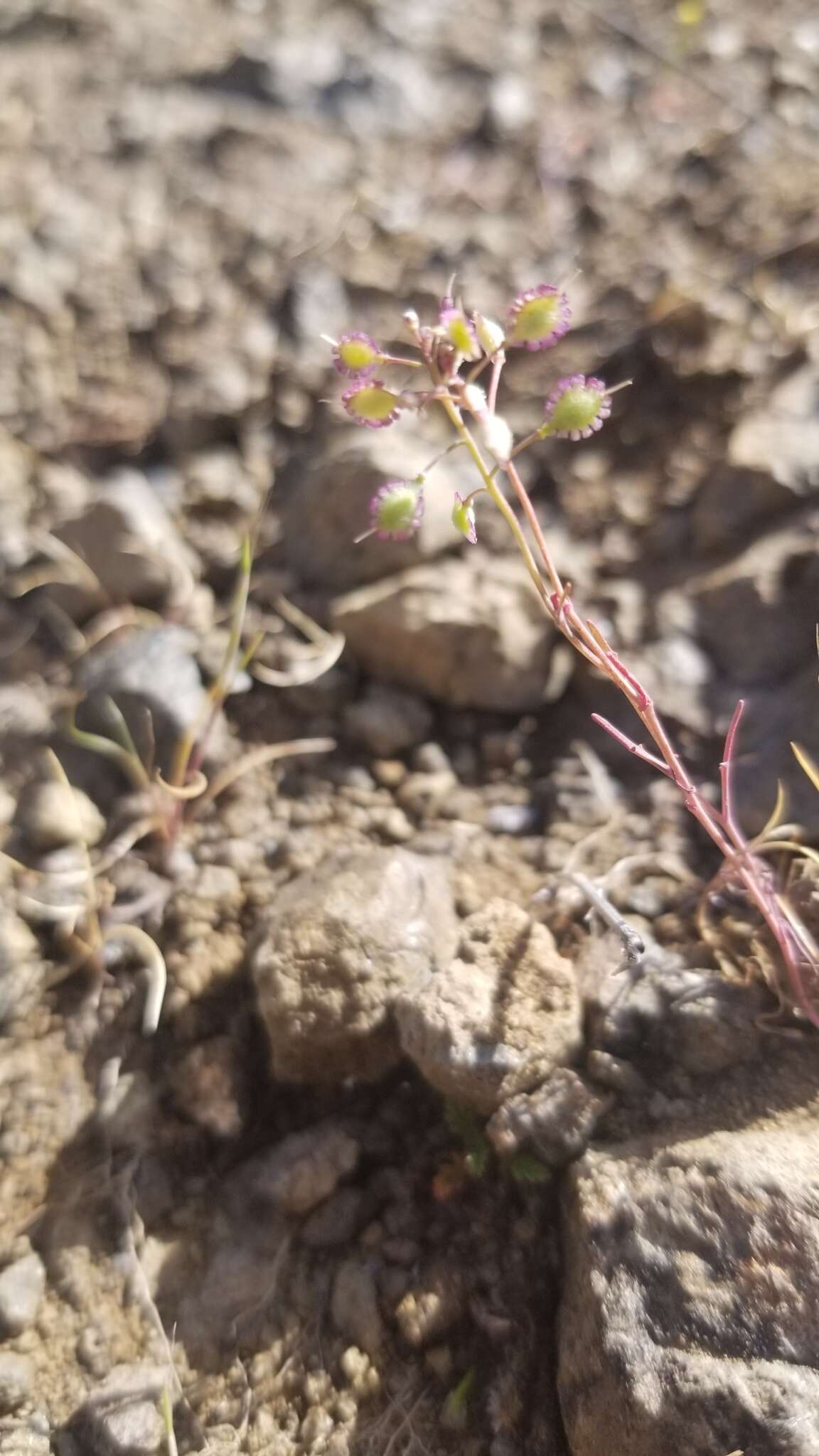 Image of Santa Cruz Island fringepod