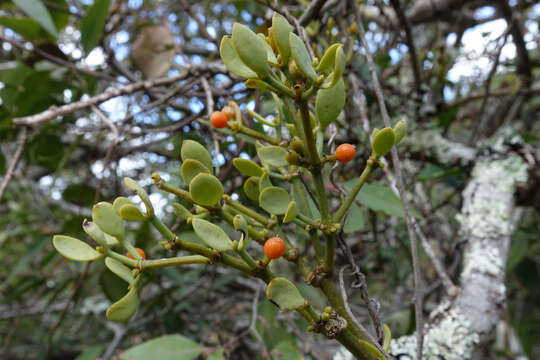 Image of Viscum pauciflorum L. fil.