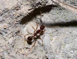 Слика од Aphaenogaster longiceps (Smith 1858)