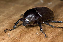 Image of Chalcosoma atlas keyboh Nagai 2004