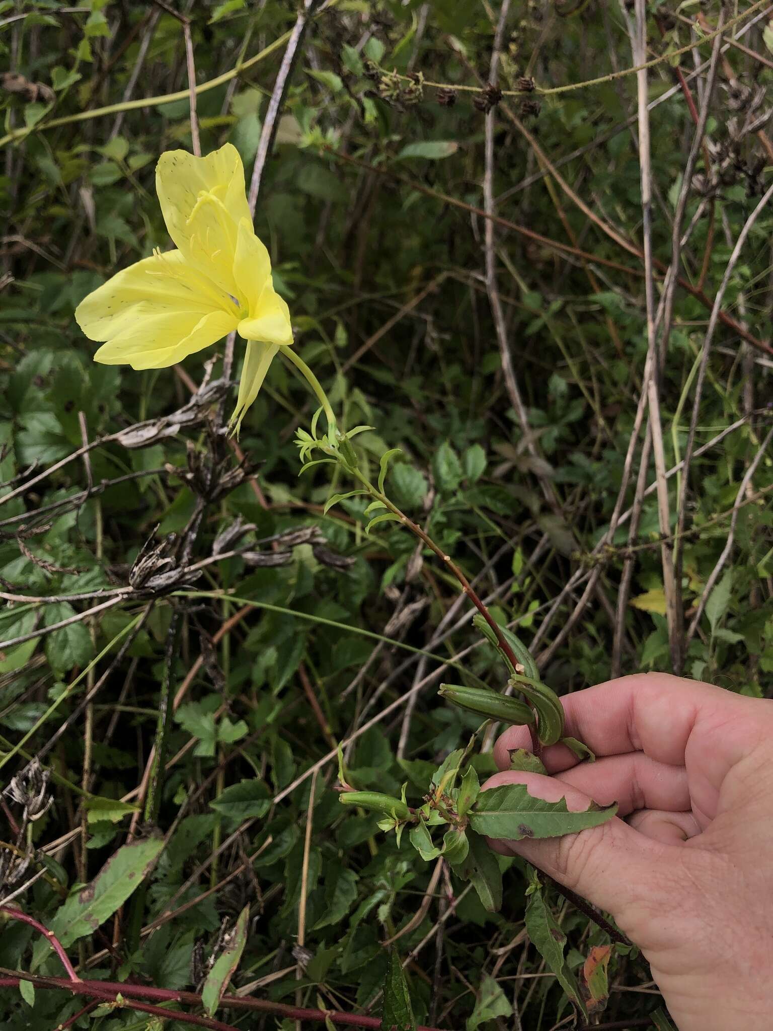 Imagem de Oenothera grandiflora L'Her