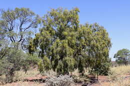 Image of Ventilago viminalis Hook.