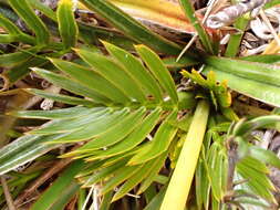 Image of Aciphylla similis Cheeseman