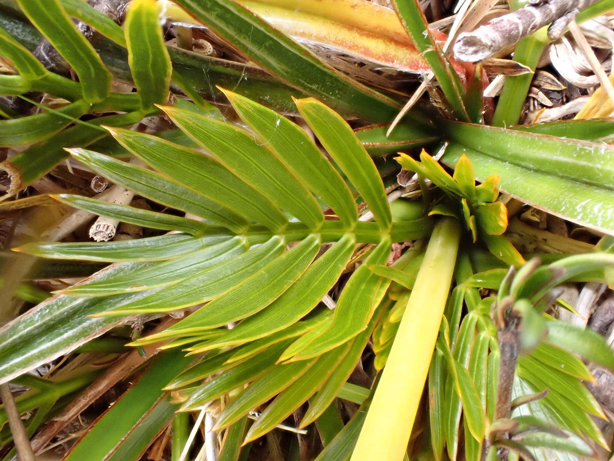 Image of Aciphylla similis Cheeseman