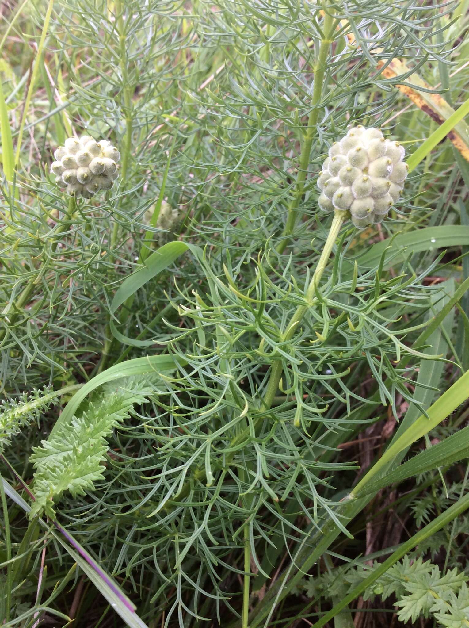 Image of false hellebore