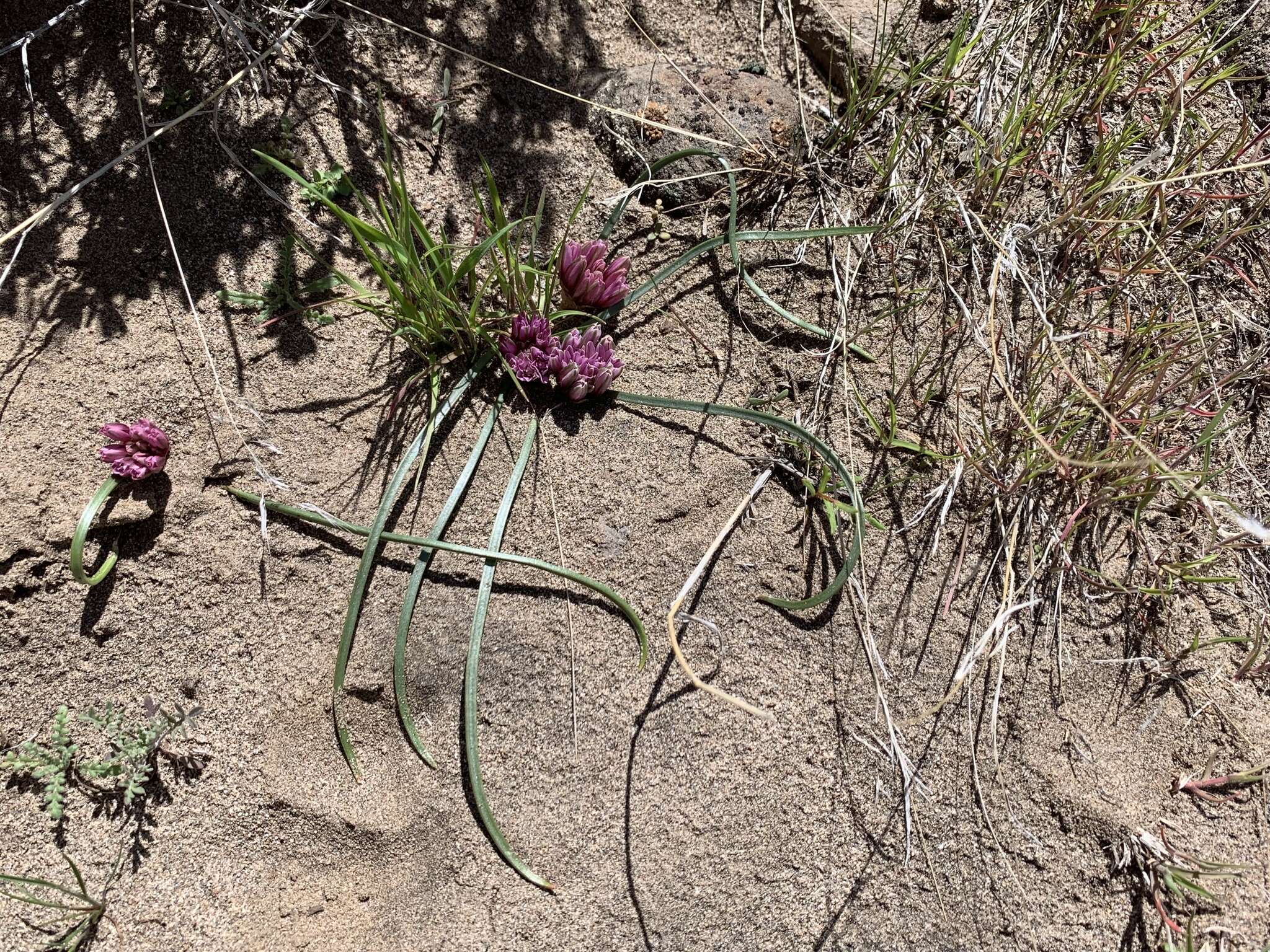 Image of small onion