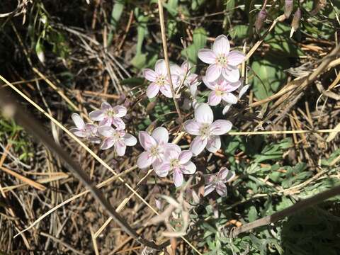 Image of western springbeauty