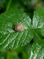 Image of Furry Hair Snail