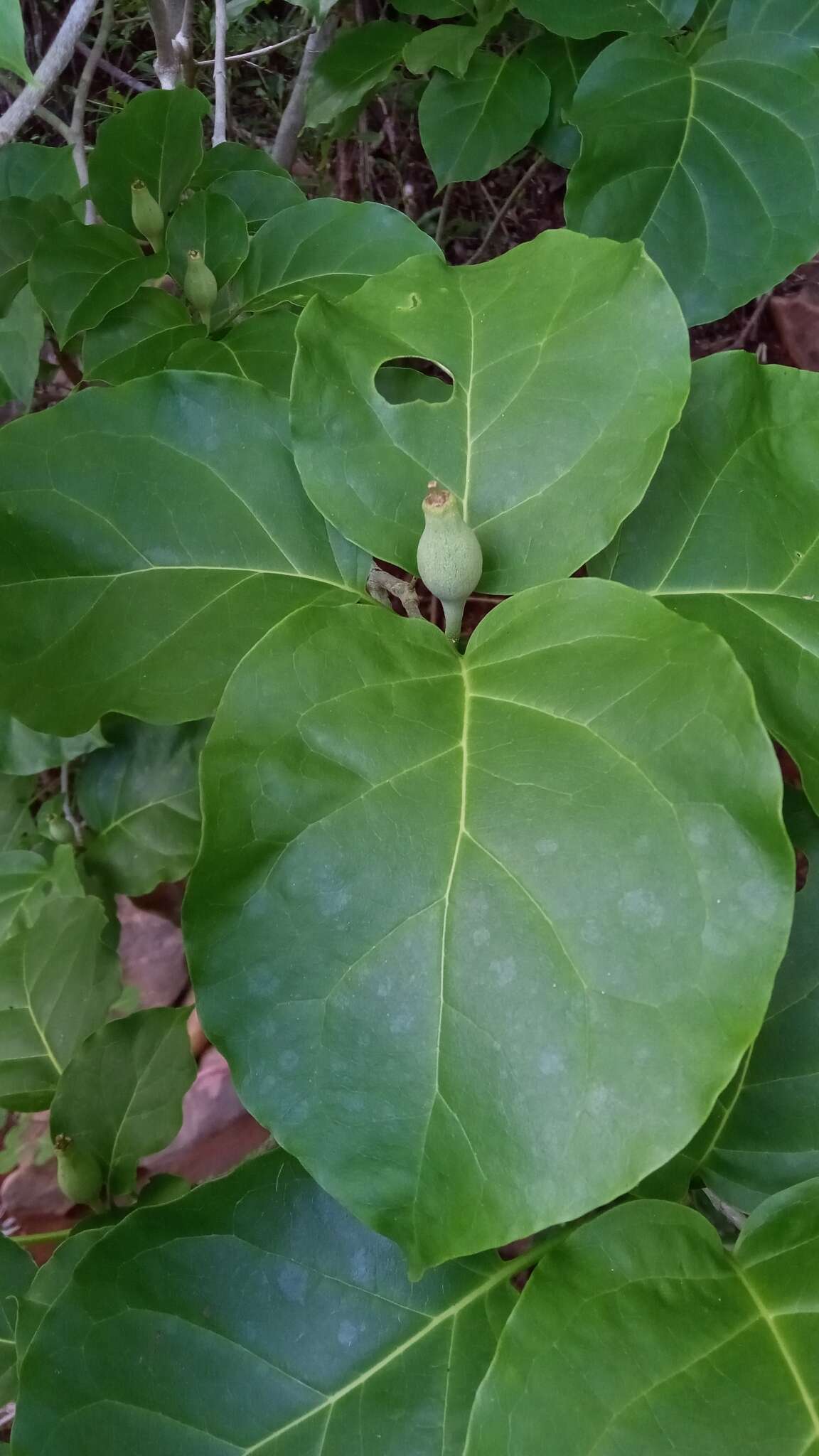 Image of Grevea madagascariensis Baill.