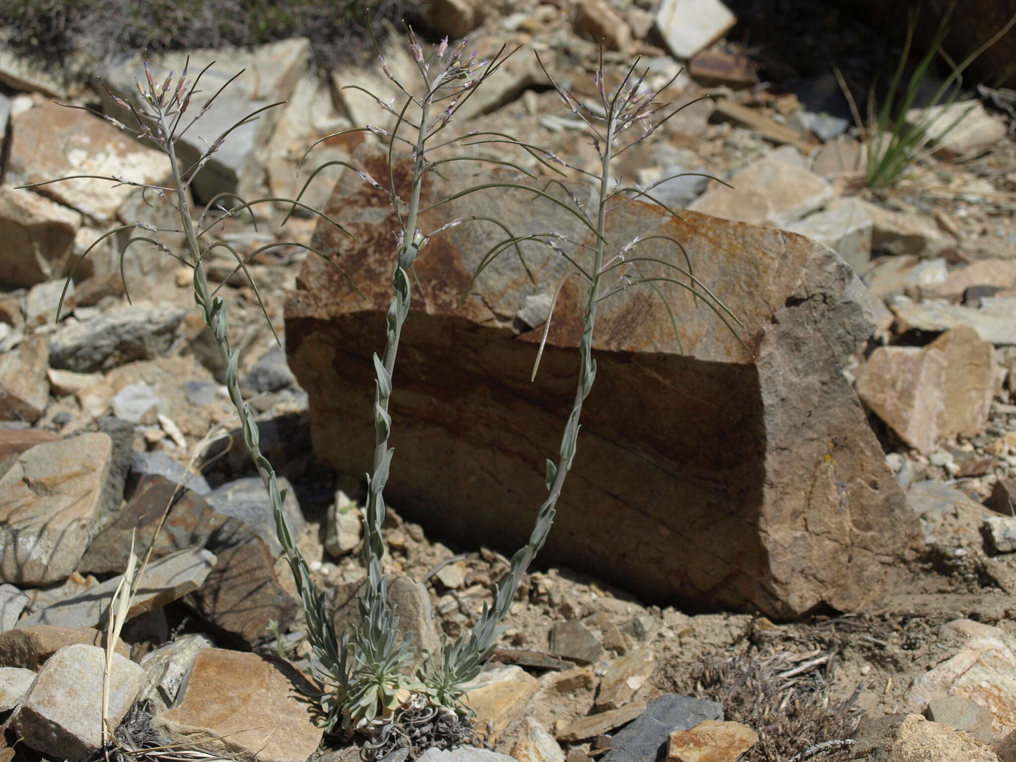 Image of Shockley's rockcress