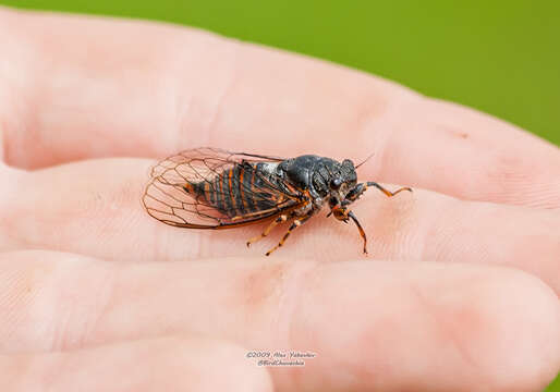 Image of New Forest cicada