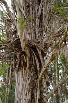 Imagem de Eucalyptus moluccana Roxb.