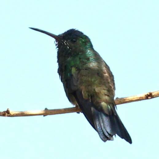 Image of Indigo-capped Hummingbird