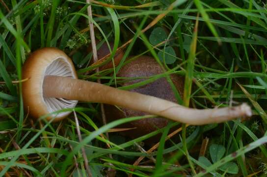 Image of Camarophyllopsis schulzeri (Bres.) Herink 1958