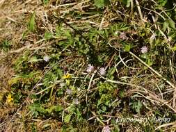 Image of Thalictrum rubescens Ohwi