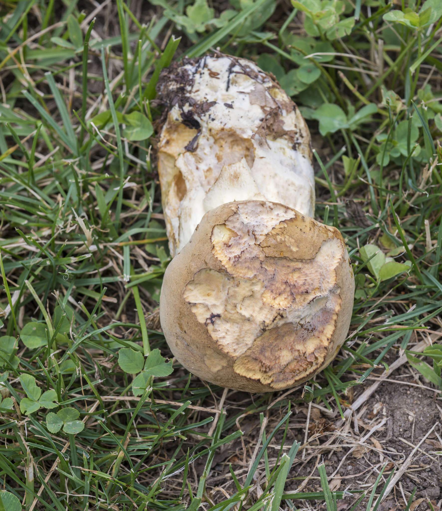 Image of Boletus huronensis A. H. Sm. & Thiers 1971