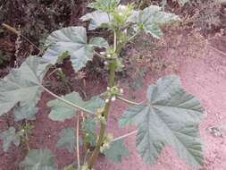 Image of cluster mallow