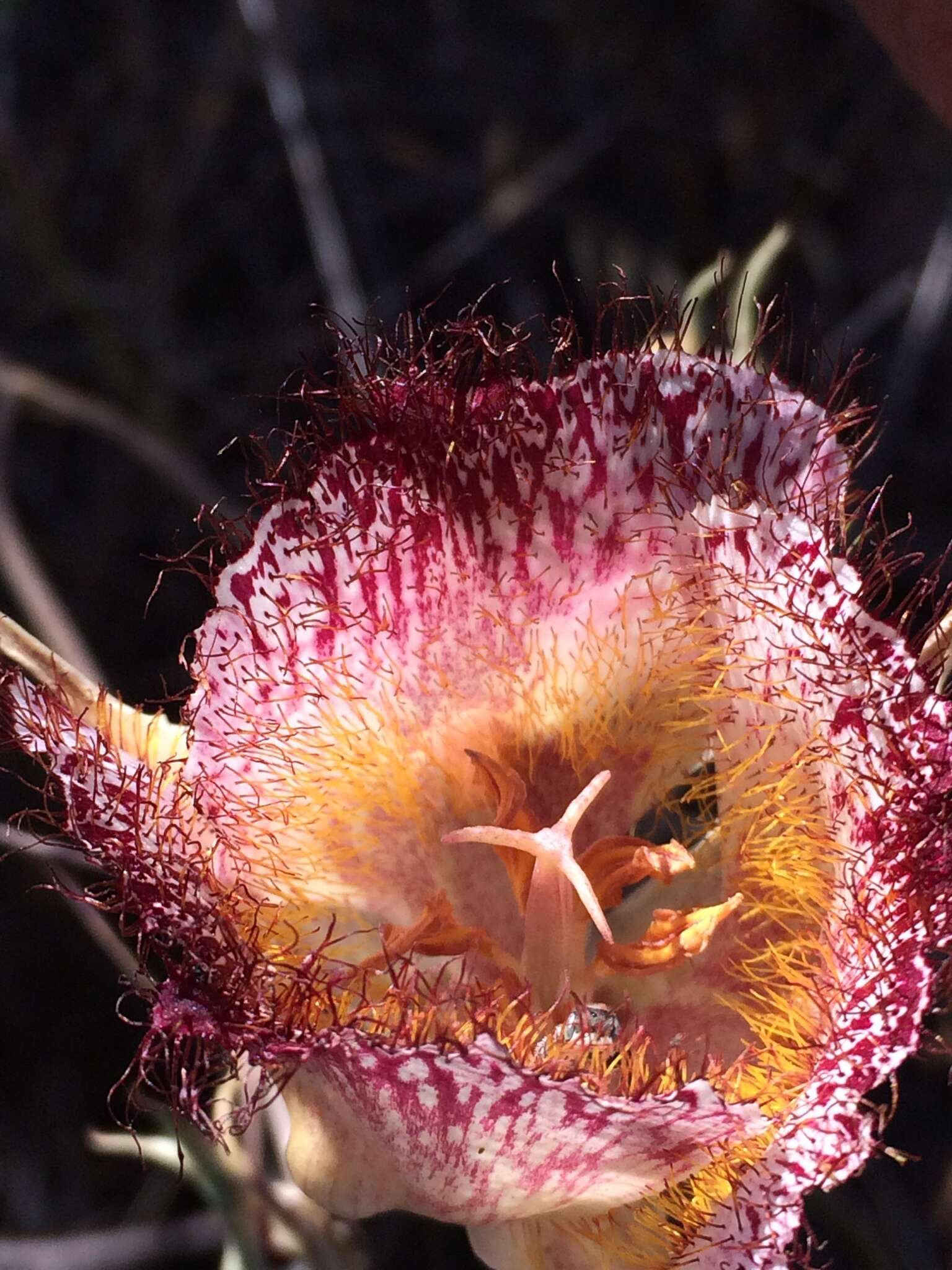 Calochortus fimbriatus H. P. McDonald resmi