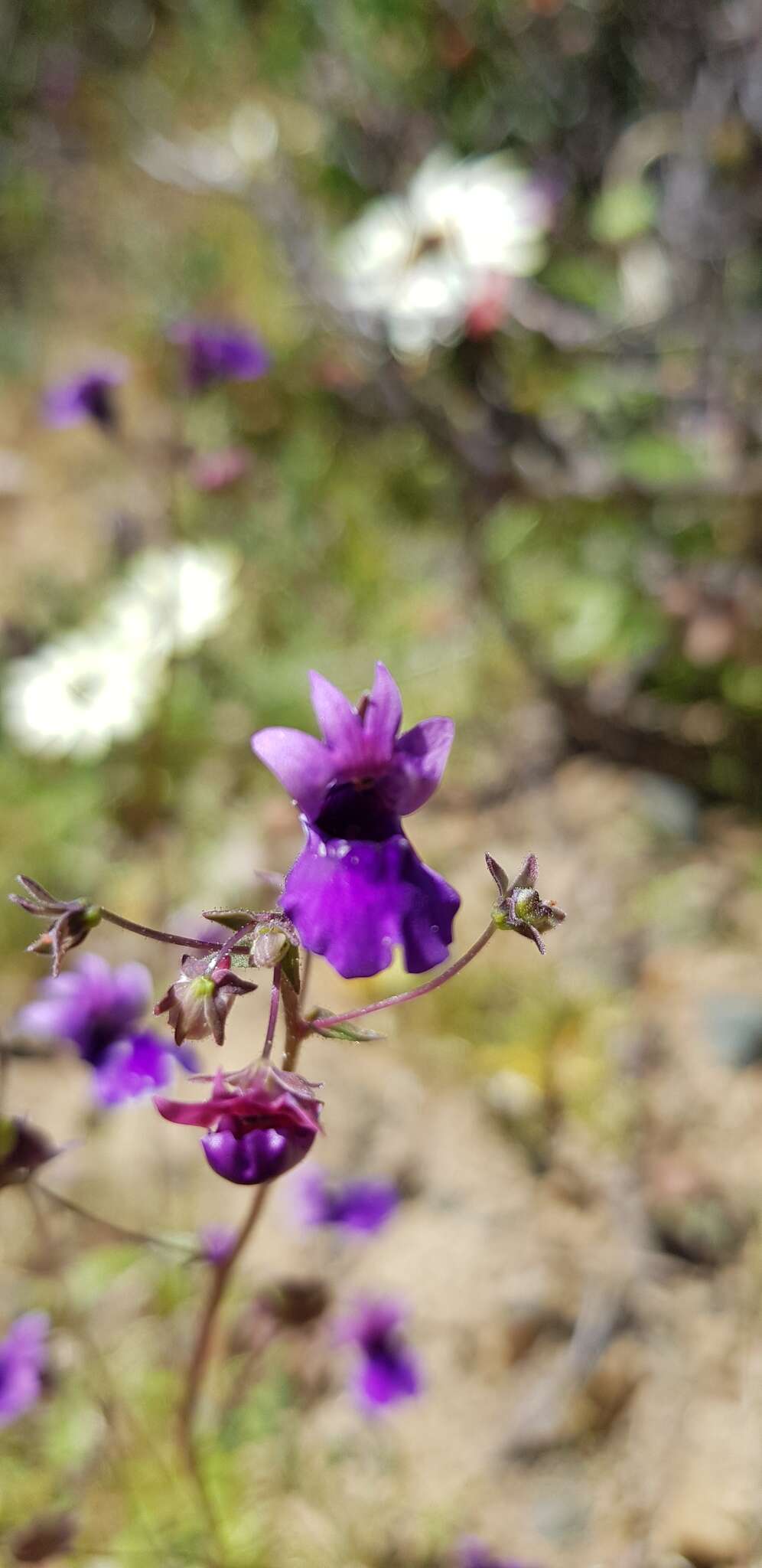 Sivun Nemesia chrysolopha Diels kuva