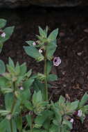 Image of calico monkeyflower