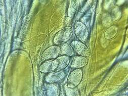 Iodophanus testaceus (Moug.) Korf 1967的圖片