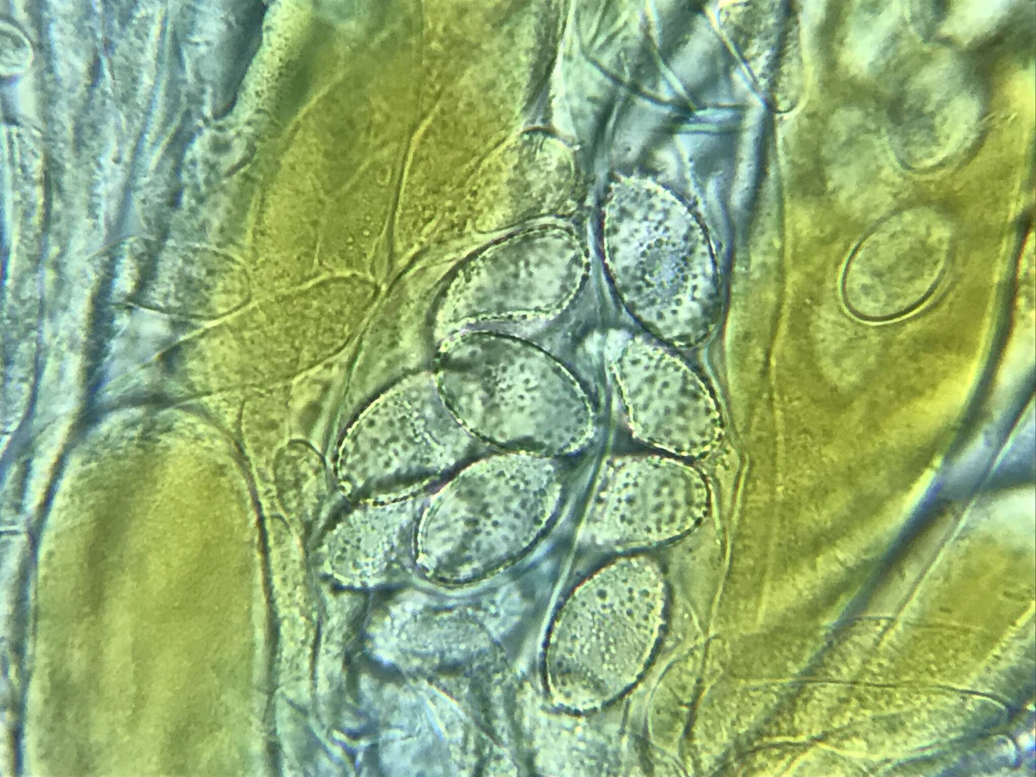 Imagem de Iodophanus testaceus (Moug.) Korf 1967