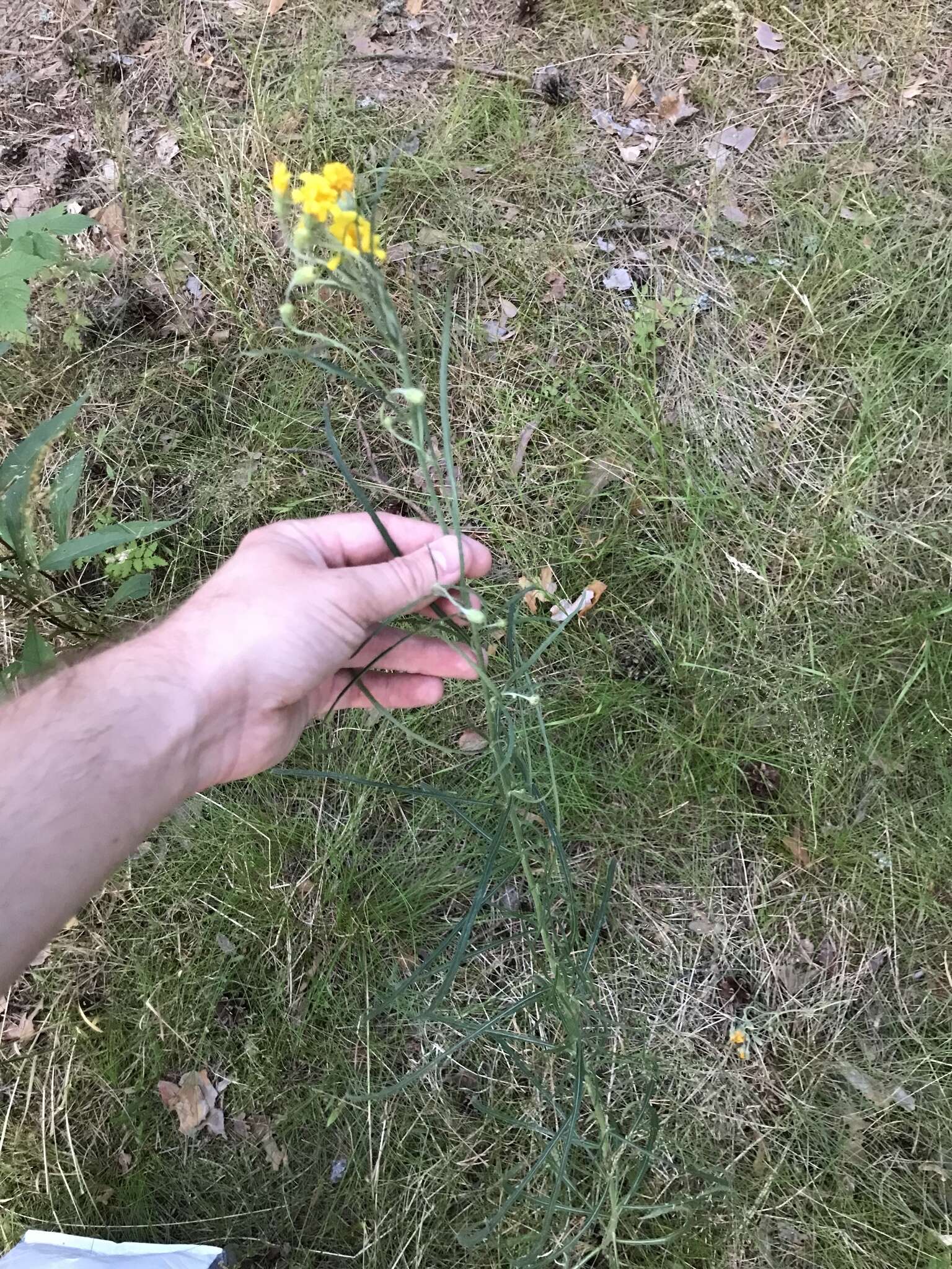 Image of Hieracium umbellatum subsp. filifolium (Üksip) Tzvel.