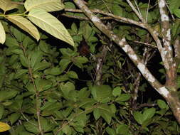 Image of Admiralty Flying Fox