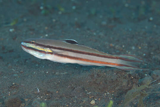 Image of Twostripe goby