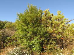 Image of Hakea salicifolia subsp. salicifolia