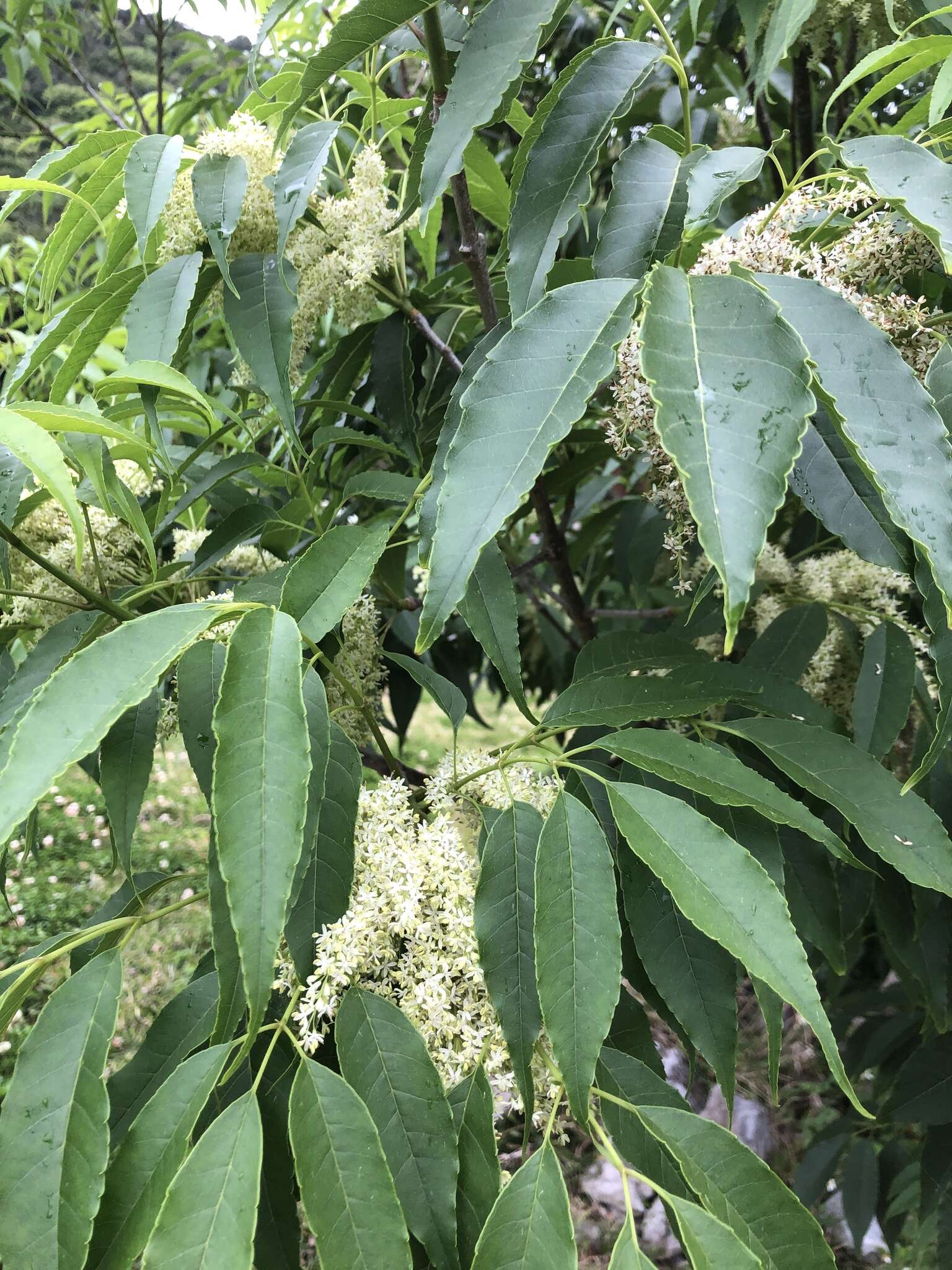 Image of Fraxinus insularis Hemsl.