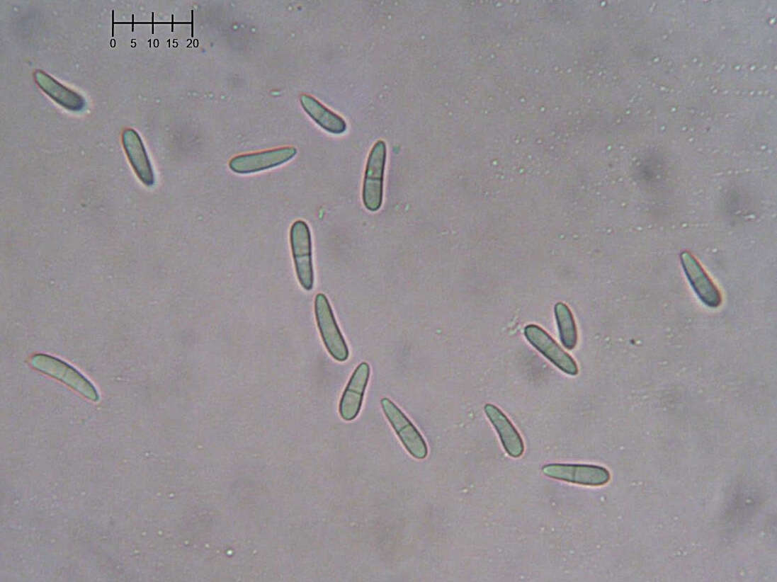 Plancia ëd Atractium