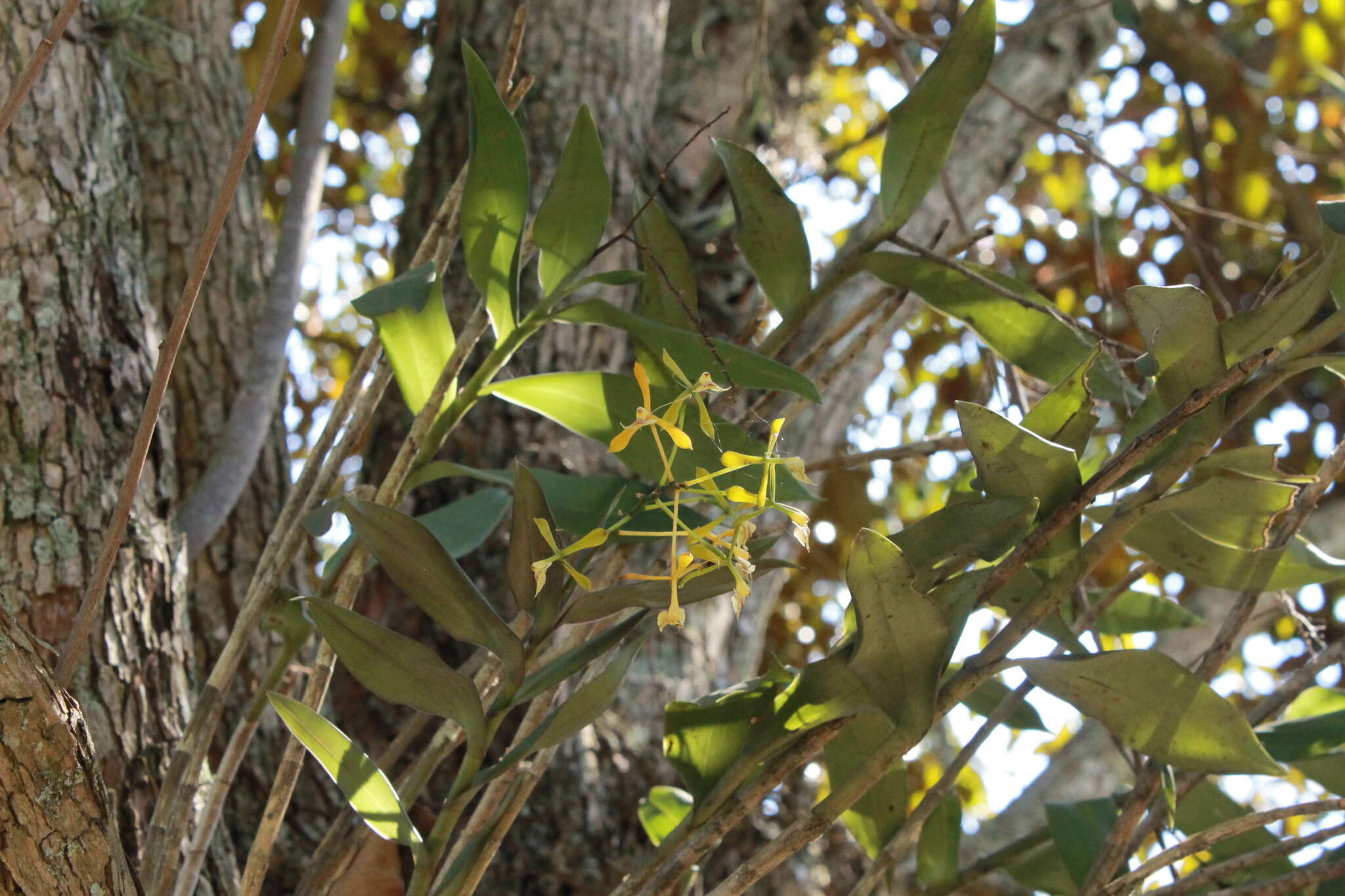 Image of Epidendrum veroscriptum Hágsater