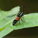 Image of Tragocephala guerinii White 1856