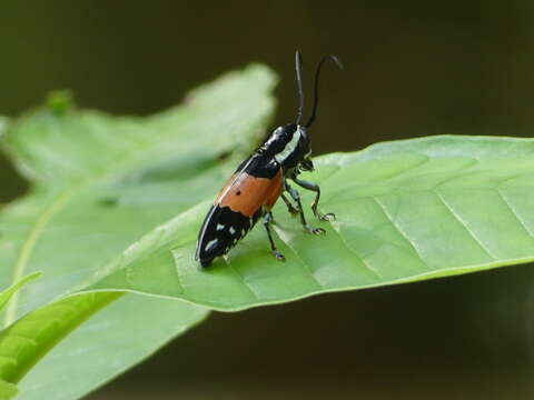 Image of Tragocephala guerinii White 1856