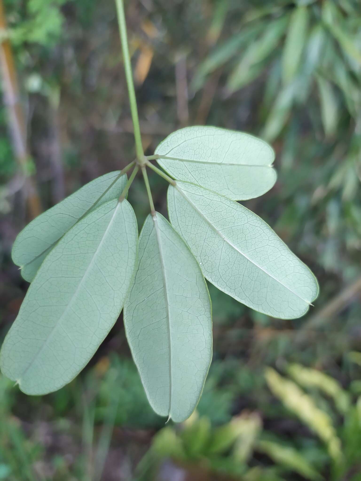 Imagem de Akebia longeracemosa Matsum.