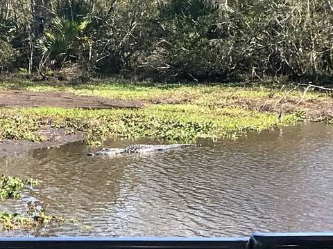 Image of Louisiana Heron