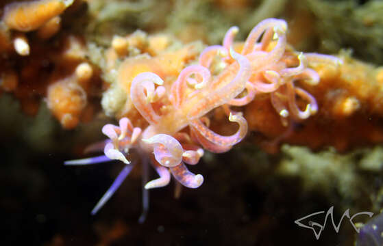 Image of Sea slug